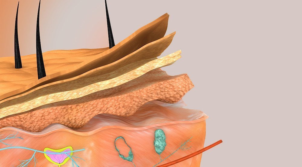 Apparato Tegumentario | La Pelle